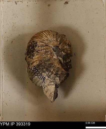 Scaphites sp.