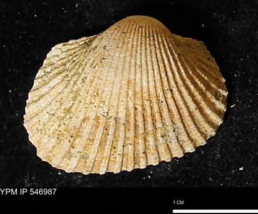 Scapharca transversa