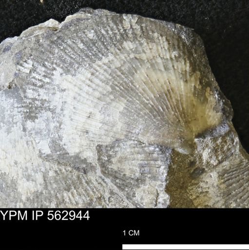 Oxytoma (Hypoxytoma) sp.