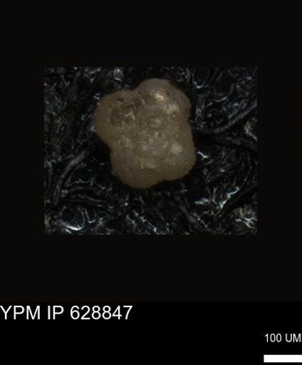 undet. Foraminiferida