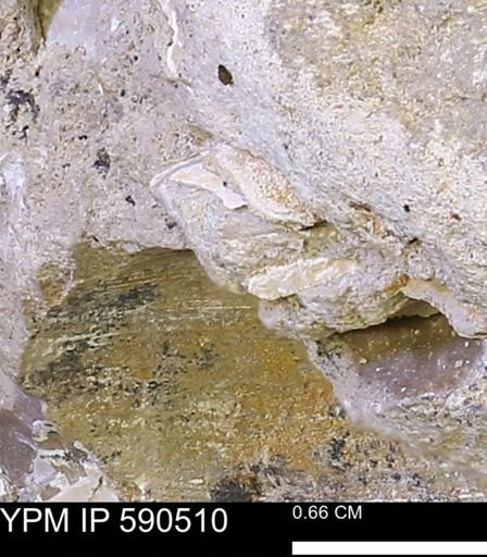 undet. Mollusca