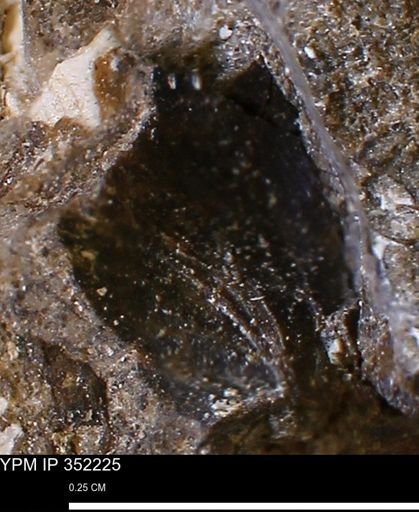 undet. Bivalvia