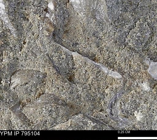 undet. Bivalvia