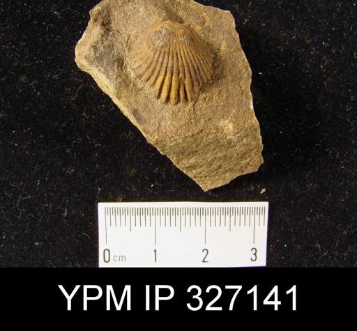 Camarotoechia sp.