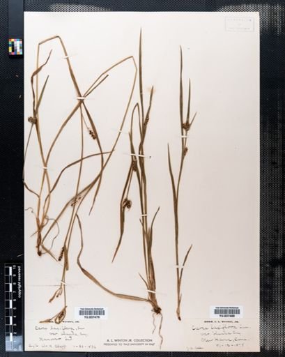 Carex laxiflora