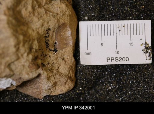 undet. Scaphitidae