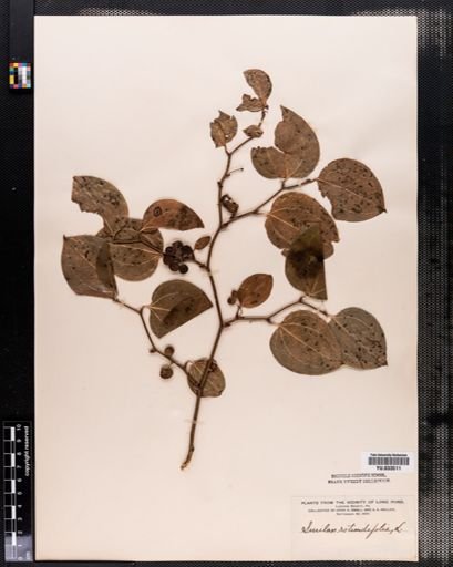 Smilax rotundifolia