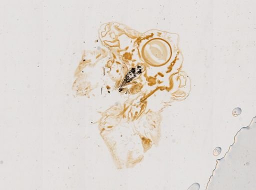 Tanymastix stagnalis