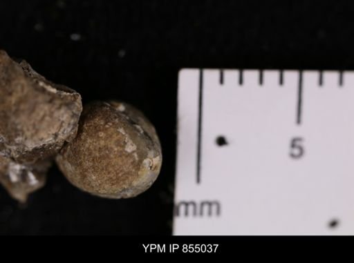Protocardia sp.