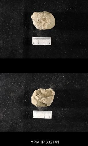undet. Bryozoa