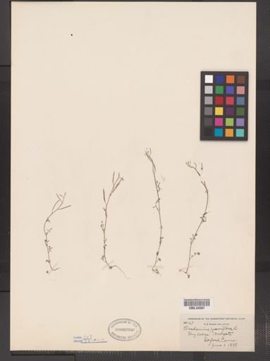 Cardamine parviflora
