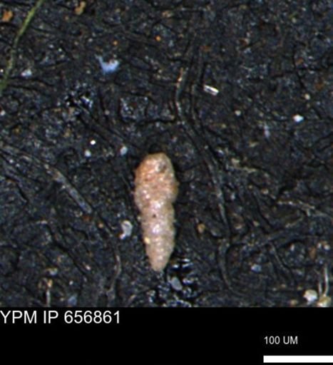 Verneuilinoides kansasensis