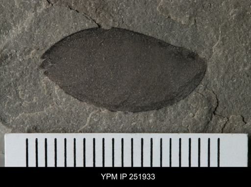 Eurypterus sp.