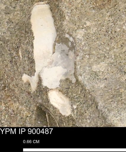 undet. Bivalvia