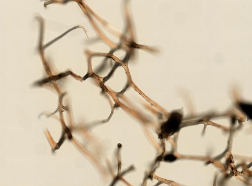 Darwinella