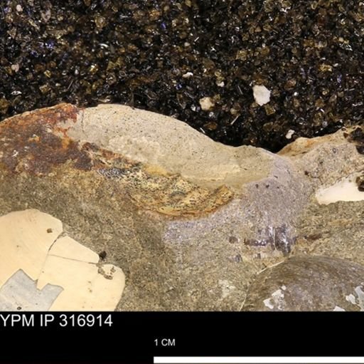 undet. Mollusca