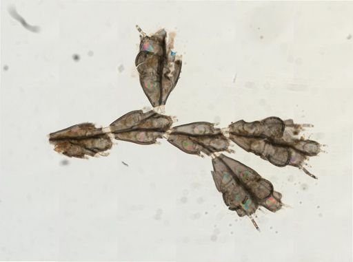 Tricellaria occidentalis