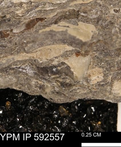 undet. Mollusca