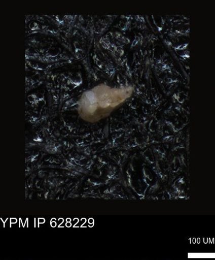 undet. Foraminiferida