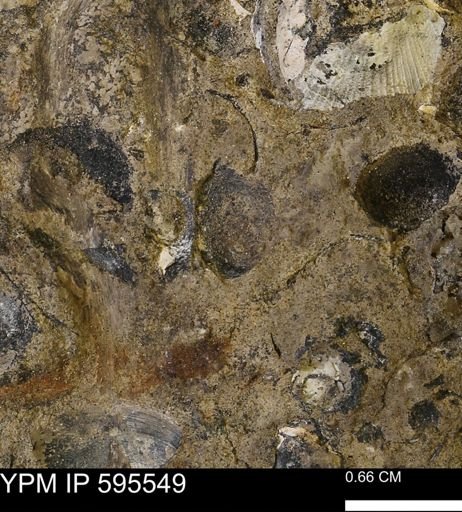 Protocardia sp.