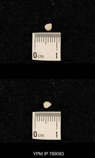 undet. Brachiopoda