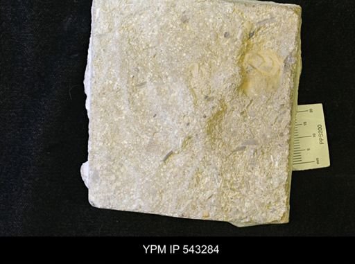 Asteriacites sp.
