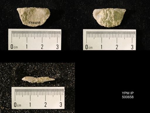 Chonetes granulifer meekanus