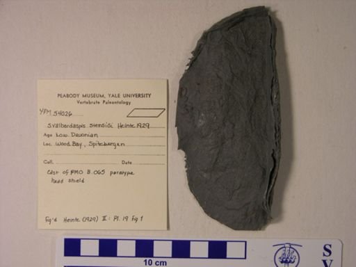 Svalbardaspis stensioi