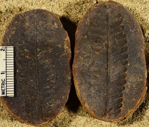 Pecopteris sp.