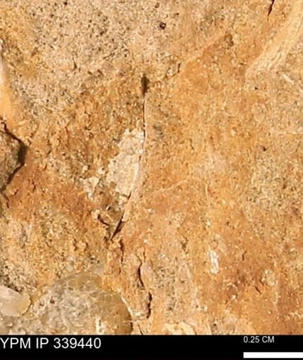 undet. Mollusca