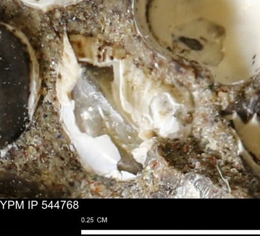 Corbulamella gregaria
