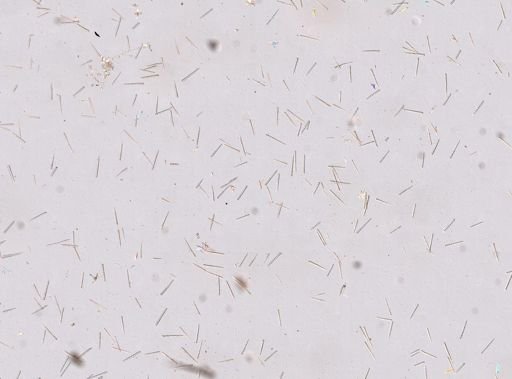 Agelas sp.