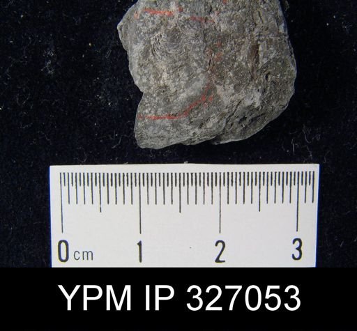 Productus pertenuis