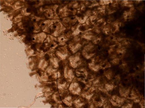 Parasmittina crosslandi