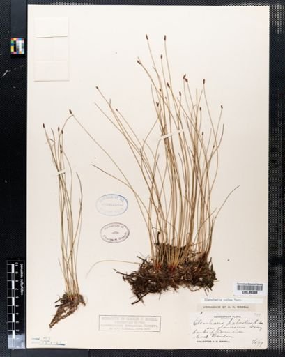 Eleocharis calva