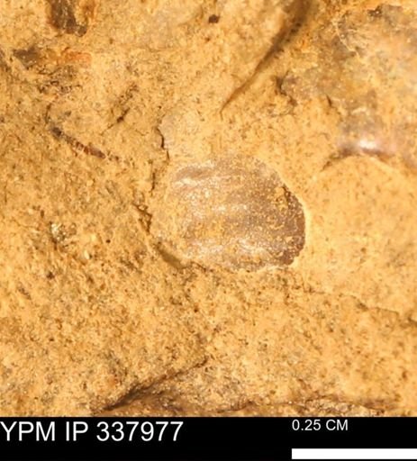 undet. Ammonoidea