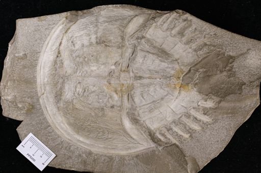 Limulus walchi
