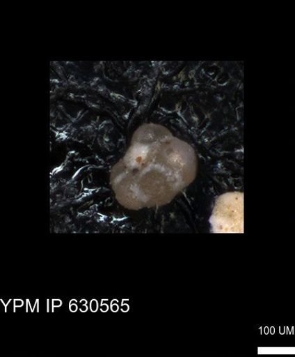 undet. Rugoglobigerinidae