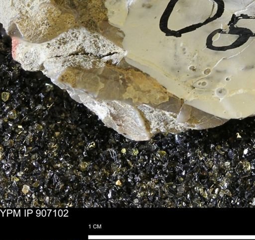 undet. Mollusca
