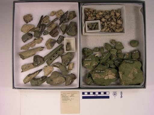 Hyposaurus