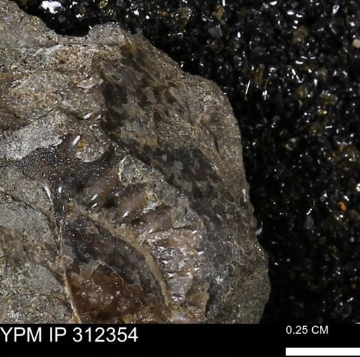 undet. Ammonoidea