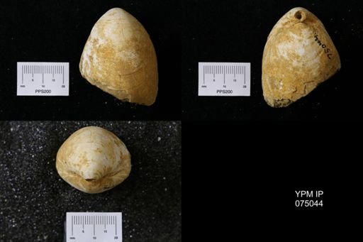 Terebratula harlani