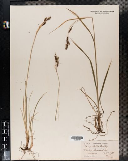 Carex