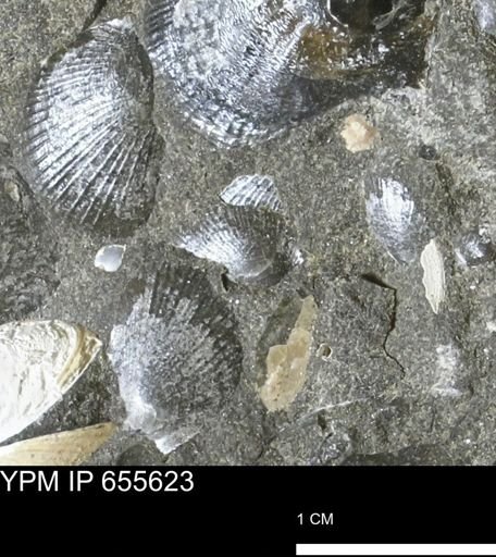 Oxytoma (Hypoxytoma) nebrascana