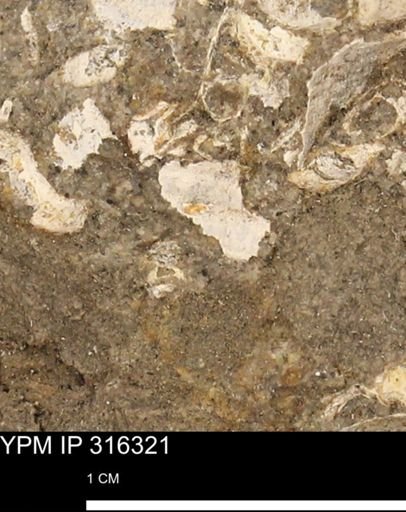 undet. Mollusca