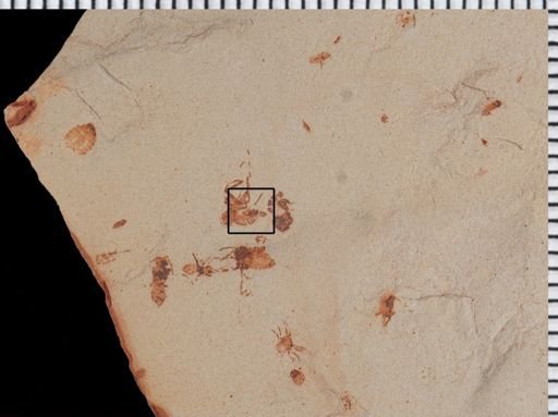undet. Diptera
