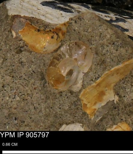 undet. Ammonoidea