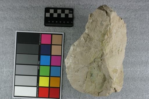 Eporeodon sp.