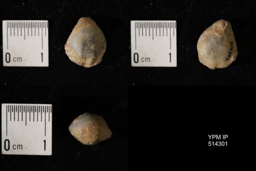 Dielasma breviplicatum