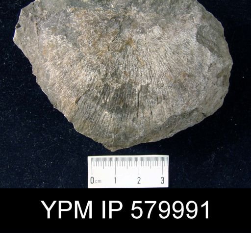 Strophonella sp.